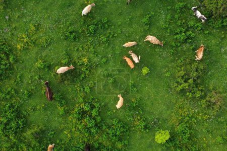 Aerial view of free grazing cows on a natural pastureland in a Europe. Dairy farm. Growing livestock. Animal husbandry.
