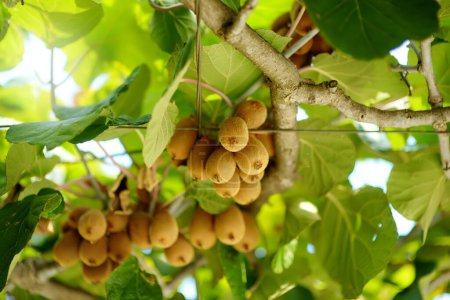 Téléchargez les photos : Kiwi on a plantation with clusters of fruits. Season of picking harvest of ripe organic kiwi. Fresh fruit for sale. Small local business. - en image libre de droit