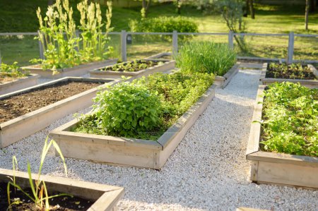 Photo for Community kitchen garden. Raised garden beds with plants in vegetable community garden. Lessons of gardening for kids and seniors - Royalty Free Image