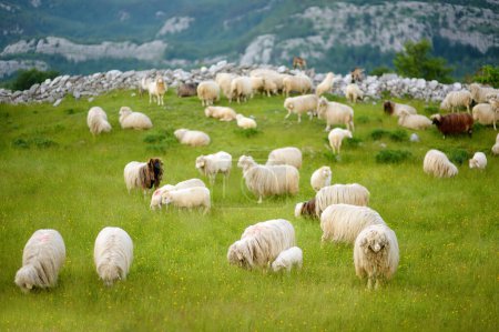 Téléchargez les photos : Un troupeau de moutons portant des marques rouges sur le dos paissent dans les pâturages d'une vallée montagneuse. Laine et production alimentaire. Cultiver le bétail est une orientation traditionnelle de l'agriculture. Élevage. - en image libre de droit