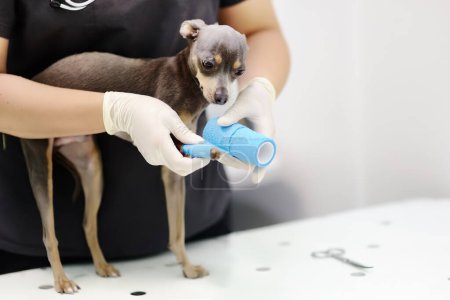 Foto de Médico veterinario femenino durante el examen en la clínica veterinaria. Pequeño perro terrier con pierna rota en clínica veterinaria - Imagen libre de derechos