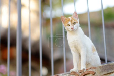 Wilde Katzen auf den Straßen des mittelalterlichen Dorfes Phicardou (Fikardou) auf Zypern. Dieses wunderschöne Dorf wurde zum antiken Denkmal erklärt. Katzen sind eine der Attraktionen Zyperns. Obdachlose Tiere.