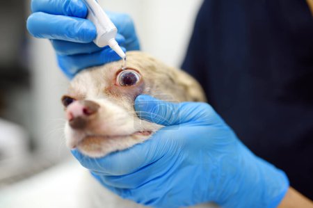 Veterinary doctor checks eyesight of a small dog of the breed Chihuahua in a veterinary clinic. Vet apply drops or ointment to the eyes of pet. Pet health.