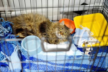 An elderly cat is in a big cage in a vet clinic or in an animal shelter. Hotels for domestic animals. Overexposure of pets. Protection, treatment, vaccination, adoption of homeless or lost animals.