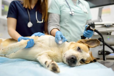 Foto de Médicos veterinarios mujeres que van a hacer gastroscopia o colonoscopia para perro grande. Sedación general durante el examen veterinario. Cirugía endoscópica en veterinaria - Imagen libre de derechos
