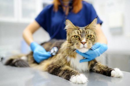 Veterinario examina gato de Maine Coon crianza en veterinaria clínica. Médico veterinario escuchando respiración para acariciar usando estetoscopio. Salud de las mascotas. Cuidado animal. Chequeo, pruebas y vacunación en consultorio veterinario