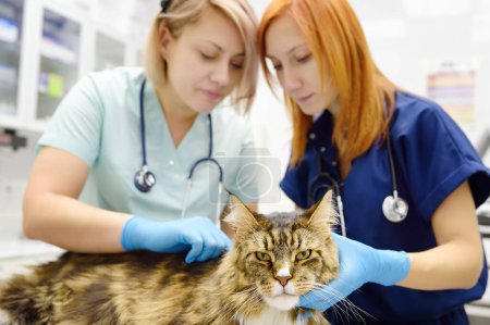 Foto de Dos veterinarios profesionales examinando un gato Maine Coon en una clínica veterinaria. Examen de mascotas y vacunación en la oficina veterinaria. Equipo de médicos comprueba un tomcat esponjoso para las pulgas y garrapatas - Imagen libre de derechos