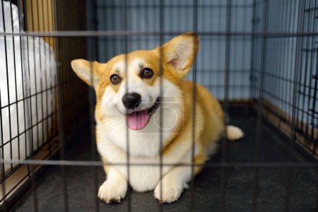 Breed corgi dog waiting of examination in vet clinic. Pet health. Care animal. Hotels for animals, temporary overexposure. Lost pets in a cage in an animal shelter or in zoo hotel. Finding the owner.