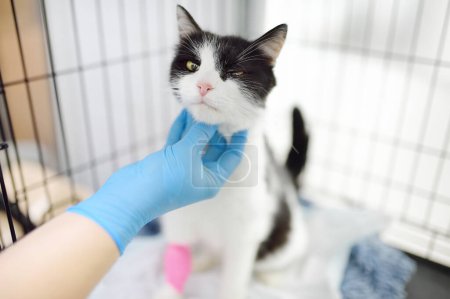 Homeless or lost cat is in a big cage in vet clinic or animal shelter. Hotels for pets. Overexposure of pets. Protection, treatment, vaccination, adoption of homeless animals. World Spay Day