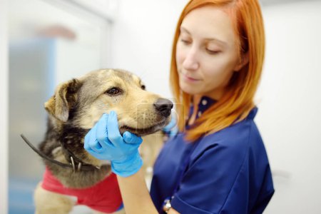 Tierarzt untersucht einen großen Hund in Tierklinik. Der Tierarzt hat dem Tier während der Behandlung nach der Verletzung oder Operation einen Verband angelegt. Narkose und Schmerzlinderung für Tiere