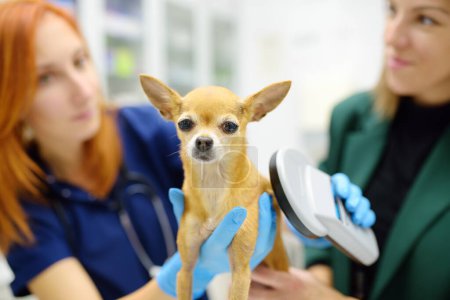Tierarzt überprüft Mikrochip-Implantat mit Scanner-Gerät unter der Haut des kleinen Chihuahua-Hundes während der Verabredung. Das verlorene Haustier wurde in die Tierklinik gebracht, um den Besitzer zu finden