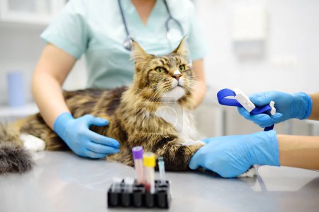 Dos veterinarios profesionales toman un análisis de sangre de un gato Maine Coon en una clínica veterinaria. Un técnico de laboratorio sostiene un tubo de ensayo con la sangre de tomcat en sus manos. Trabajos del laboratorio veterinario