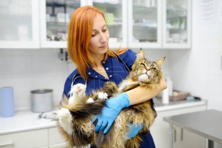 Professional veterinarian examining a Maine Coon cat at a veterinary clinic. Pet examination and vaccination in the veterinary office. Team of doctors checks cat for breed compliance.