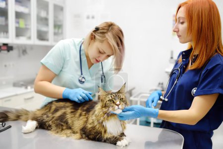 Foto de Dos veterinarios profesionales examinando un gato Maine Coon en una clínica veterinaria. Examen de mascotas en la oficina veterinaria. El equipo de médicos busca pulgas y garrapatas en un felpudo esponjoso. Ringworm en gatos - Imagen libre de derechos