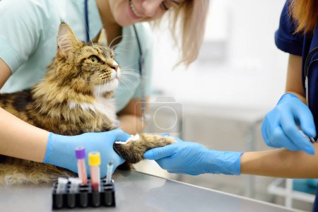 Two professional veterinarians take a blood test from a Maine Coon cat at a veterinary clinic. A laboratory technician holds a test tube with tomcat's blood in his hands. Work of the veterinary lab