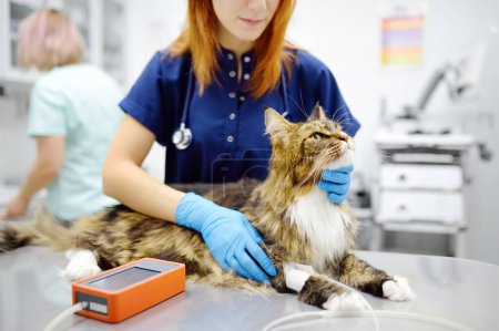 Vet measures a tomcat's blood pressure. Veterinarian doctor examining a Maine Coon cat at veterinary clinic. Pet health. Tests and vaccination in the veterinary office.