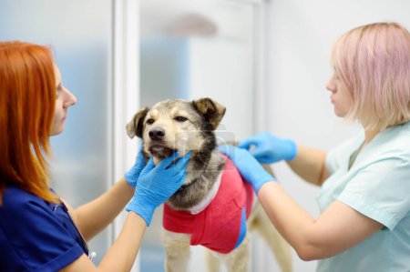 Veterinarians examines a large dog in veterinary clinic. Vet doctors applied a medical bandage for pet during treatment after the injury or surgery operation. Anesthesia and pain relief for animals