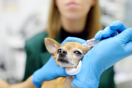 Tierärztin untersucht Sehvermögen eines Chihuahua-Hundes in einer Tierklinik. Tierärzte tragen Tropfen auf die Augen von Haustieren auf. Haustiergesundheit. Der Arzt berät den Besitzer des Patienten bei der Behandlung.