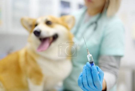 Ein Tierarzt untersucht einen Corgi-Hund in einer Tierklinik. Der Arzt bereitet sich darauf vor, das Tier zu impfen. Notfall- und Routineimpfungen von Tieren