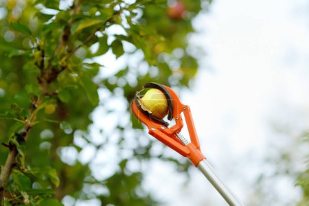 Picking up ripe apples from tree in the summer garden. There is harvesting of fruits with special device. Modern tool for gardening work. Person uses a stick grabber to work in orchard