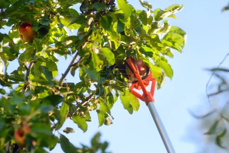 Foto de Recogiendo manzanas maduras del árbol en el jardín de verano. Hay una recogida de las frutas con el mecanismo especial. Herramienta moderna para trabajos de jardinería. La persona usa un agarrador de palos para trabajar en el huerto - Imagen libre de derechos