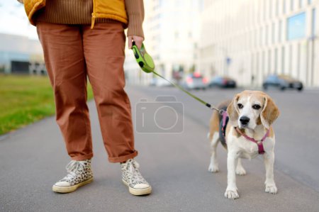 Young woman walking with old Beagle dog along a city street. Obedient and well-mannered pet with his owner. Dog walking. Dog sitter
