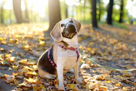 A thoroughbred beagle dog walking in a harness and muzzle on a leash with its owner in an autumn park. Doggy playground. Dog walking. Pet sitter.