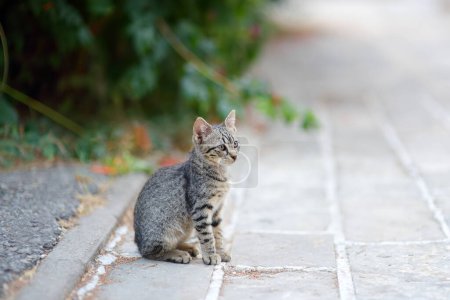 Jeune chat de beauté le jour d'été sur la rue de la ville. Chaton mignon. Chaton tabby. Un animal de compagnie perdu. Animaux sans abri.