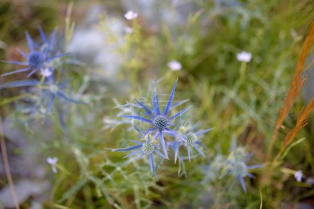 Mediterranean sea holly (Eryngium bourgatii ) is blooming in mountains of Montenegro on summer day. Flora of Balkans.
