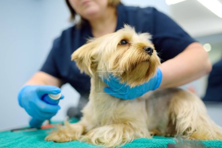 An experienced groomer treats terrier's coat with spray conditioner antistatic from tangles for easy combing fur. Make an appointment at veterinary clinic. Professional pet care. Dog grooming salon.