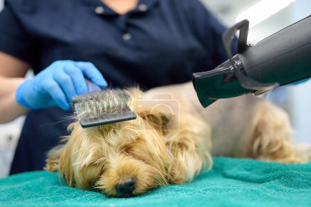 Skilled female groomer cuts hair of terrier dog, shampoos it, and then combs and dries it with hair dryer. Make an appointment at veterinary clinic. Professional pet care. A dog grooming salon