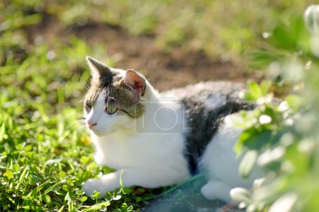 Un jeune chat de beauté est dans la cour de la maison parmi l'herbe vert vif par une journée d'été ensoleillée. Chaton mignon. Animaux perdus. Animaux sans abri. Soins des animaux.