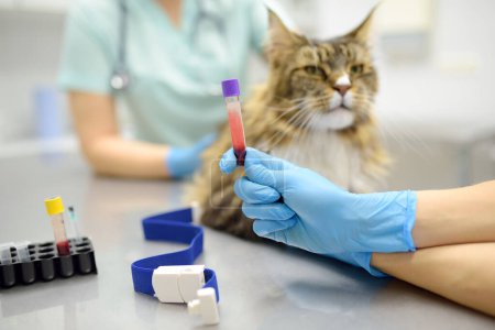 Two professional veterinarians take a blood test from a Maine Coon cat at a veterinary clinic. A laboratory technician holds a test tube with tomcat's blood in his hands. Work of the veterinary lab