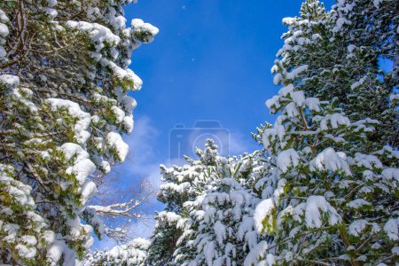 Téléchargez les photos : Hiver calme paysage de montagne avec de beaux arbres - en image libre de droit