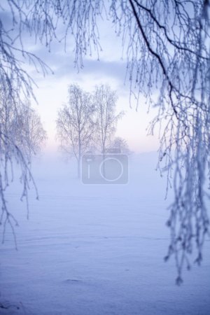 Foto de Hermosa puesta de sol nebulosa en invierno país de las maravillas Finlandia - Imagen libre de derechos