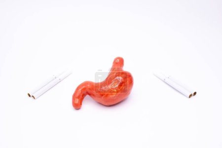 Photo for Destructive effect of cigarettes on the digestive system. The stomach lies on a white background surrounded by cigarettes. For use in advertising, presentations. - Royalty Free Image