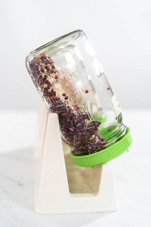 Photo for Denver, Colorado, USA-May 31, 2021 - Day 4. Growing organic sprouts in a mason jar with sprouting lid on the kitchen counter. - Royalty Free Image