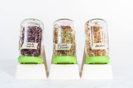 Photo for Day 5. Growing organic sprouts in a mason jar with sprouting lid on the kitchen counter. - Royalty Free Image