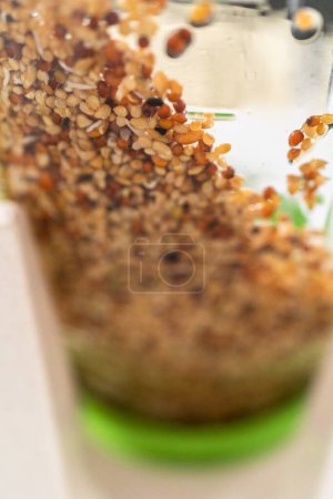 Photo for Day 3. Growing organic sprouts in a mason jar with sprouting lid on the kitchen counter. - Royalty Free Image