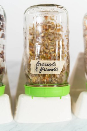 Photo for Day 4. Growing organic sprouts in a mason jar with sprouting lid on the kitchen counter. - Royalty Free Image