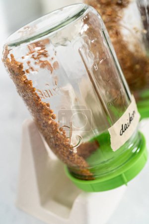 Téléchargez les photos : Jour 2. Culture de germes biologiques dans un bocal en maçon avec couvercle sur le comptoir de la cuisine. - en image libre de droit