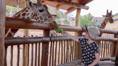 Photo for Colorado Springs, Colorado, USA-August 17, 2022-Little girl visiting giraffe exhibit at the Cheyenne Mountain Zoo on summer school break. - Royalty Free Image