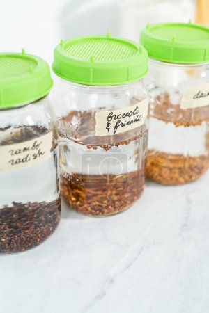 Photo for Day 1. Growing organic sprouts in a mason jar with sprouting lid on the kitchen counter. - Royalty Free Image