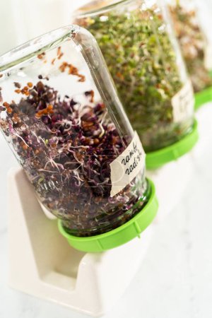 Photo for Denver, Colorado, USA-May 31, 2021 - Day 6. Growing organic sprouts in a mason jar with sprouting lid on the kitchen counter. - Royalty Free Image