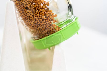 Photo for Day 2. Growing organic sprouts in a mason jar with sprouting lid on the kitchen counter. - Royalty Free Image