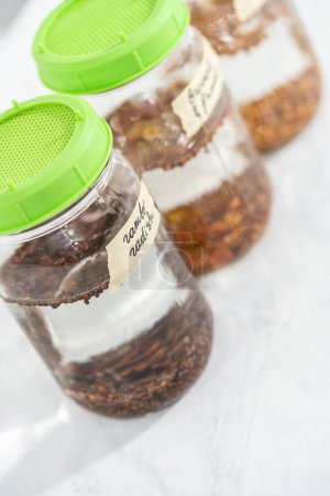 Téléchargez les photos : Jour 1. Culture de germes biologiques dans un bocal en maçon avec couvercle sur le comptoir de la cuisine. - en image libre de droit