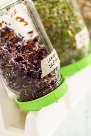 Photo for Denver, Colorado, USA-May 31, 2021 - Day 6. Growing organic sprouts in a mason jar with sprouting lid on the kitchen counter. - Royalty Free Image