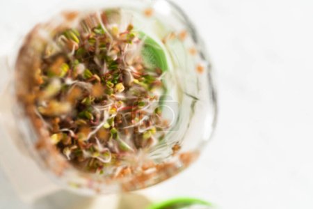 Photo for Day 6. Growing organic sprouts in a mason jar with sprouting lid on the kitchen counter. - Royalty Free Image