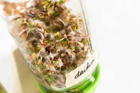 Photo for Day 6. Growing organic sprouts in a mason jar with sprouting lid on the kitchen counter. - Royalty Free Image