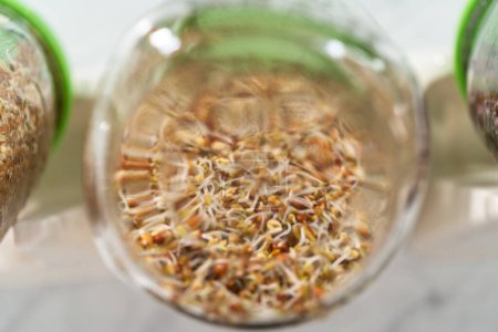 Photo for Day 4. Growing organic sprouts in a mason jar with sprouting lid on the kitchen counter. - Royalty Free Image